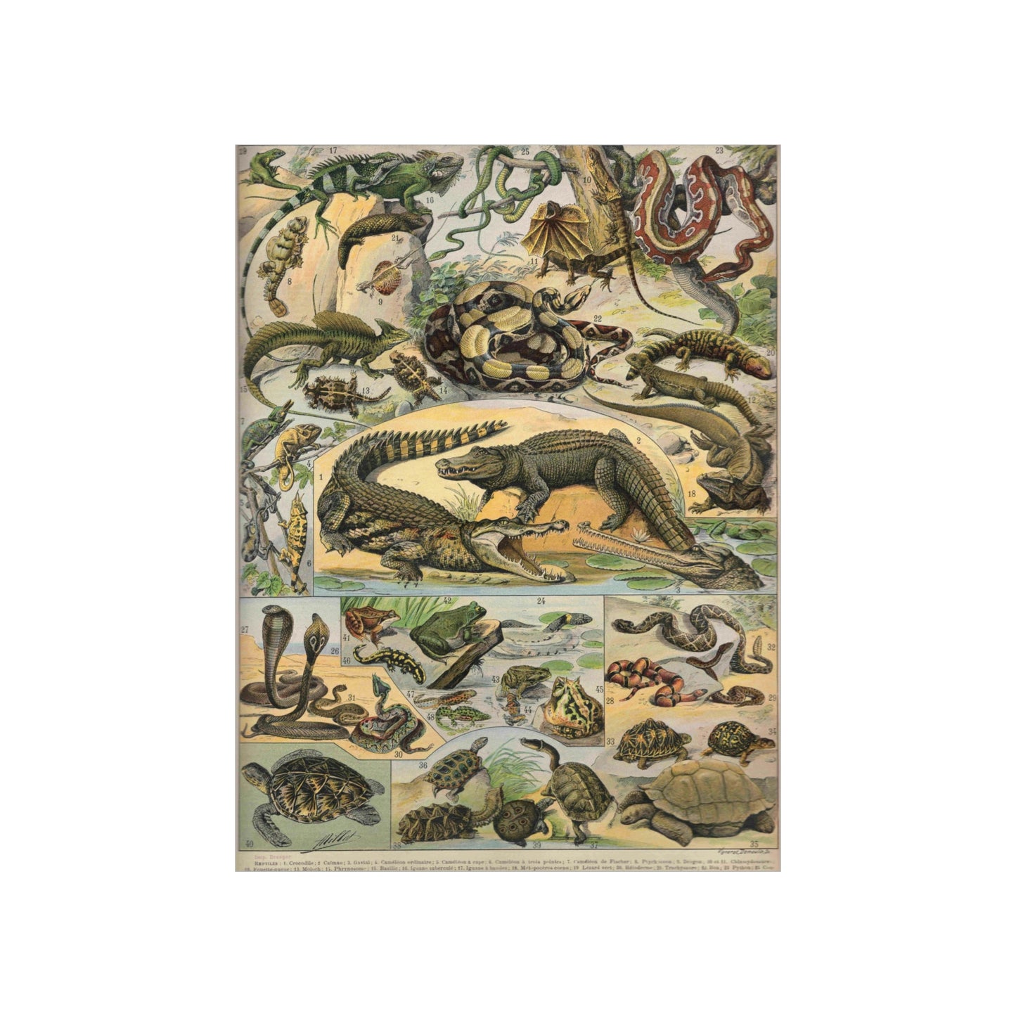Reptiles Vintage Reproduction Illustration