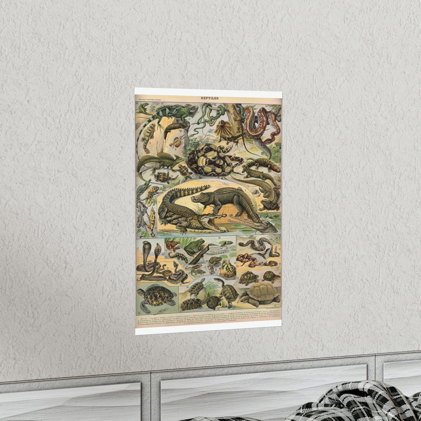 Reptiles Vintage Reproduction Illustration