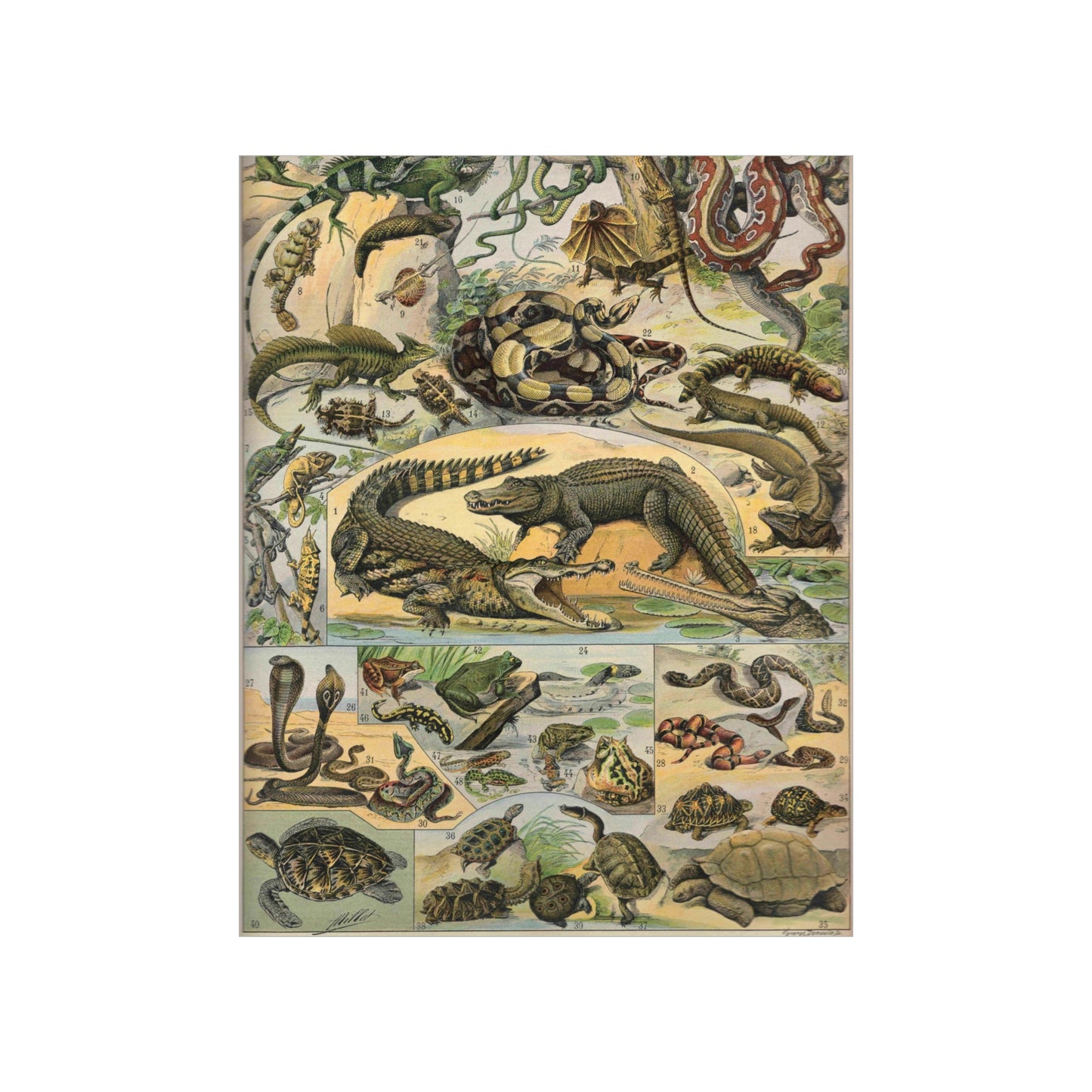Reptiles Vintage Reproduction Illustration