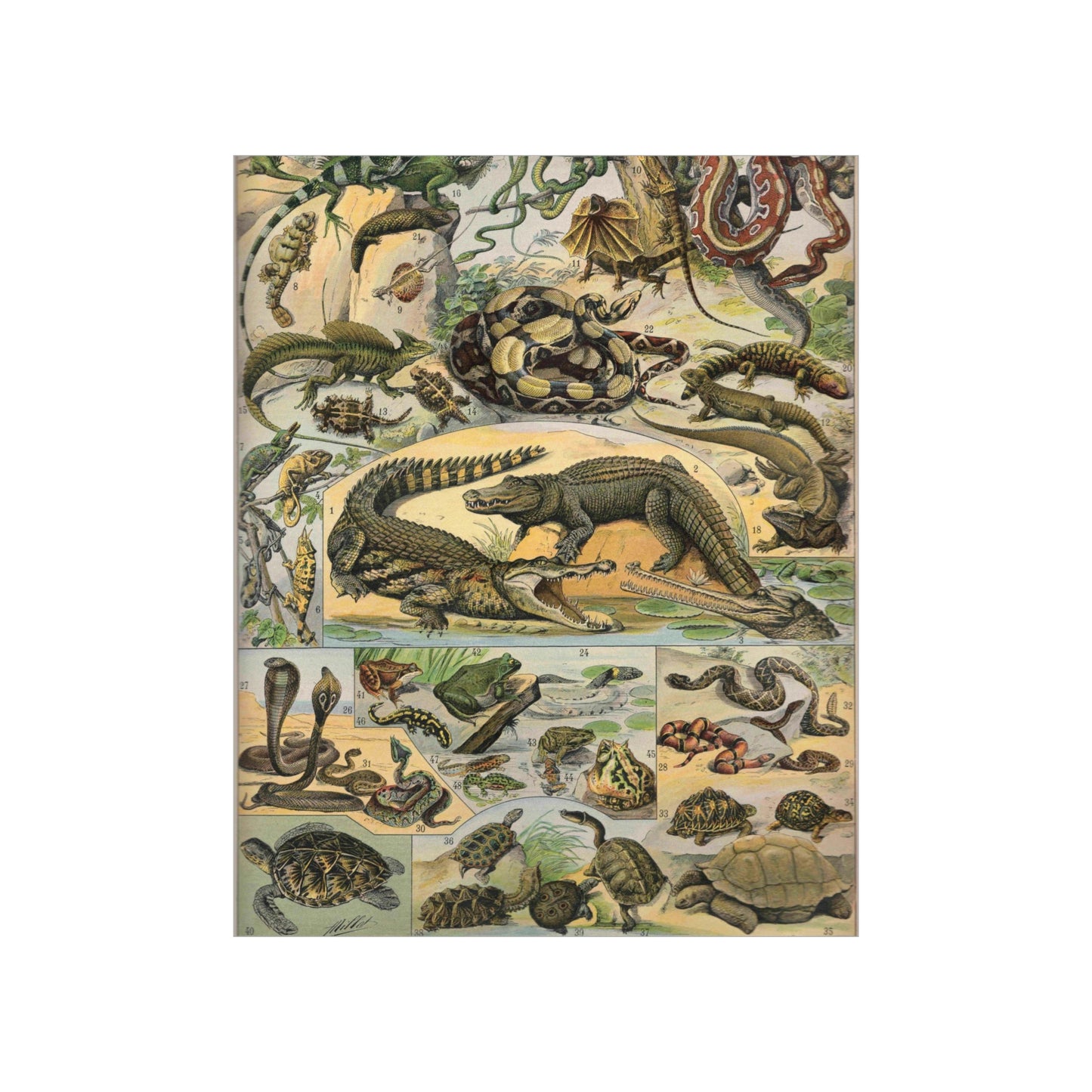 Reptiles Vintage Reproduction Illustration