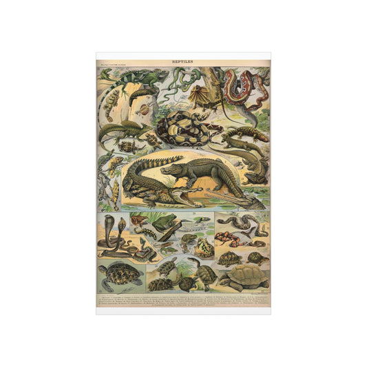 Reptiles Vintage Reproduction Illustration