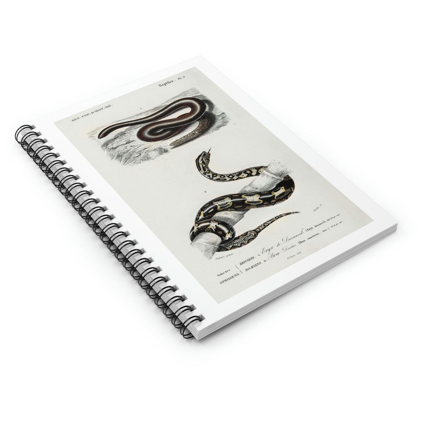 Eryx and Red Tailed Boa Illustration Notebook by Charles Dessalines D'Orbigny