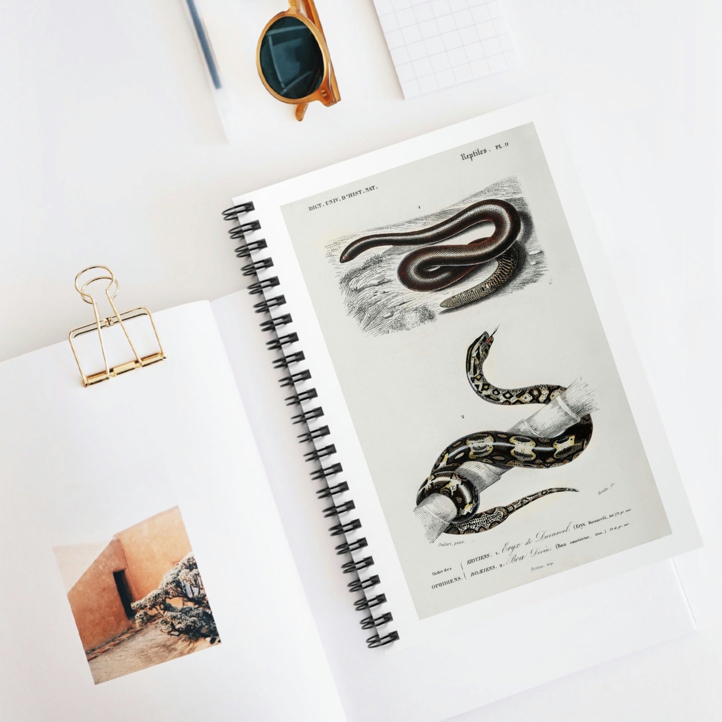 Eryx and Red Tailed Boa Illustration Notebook by Charles Dessalines D'Orbigny