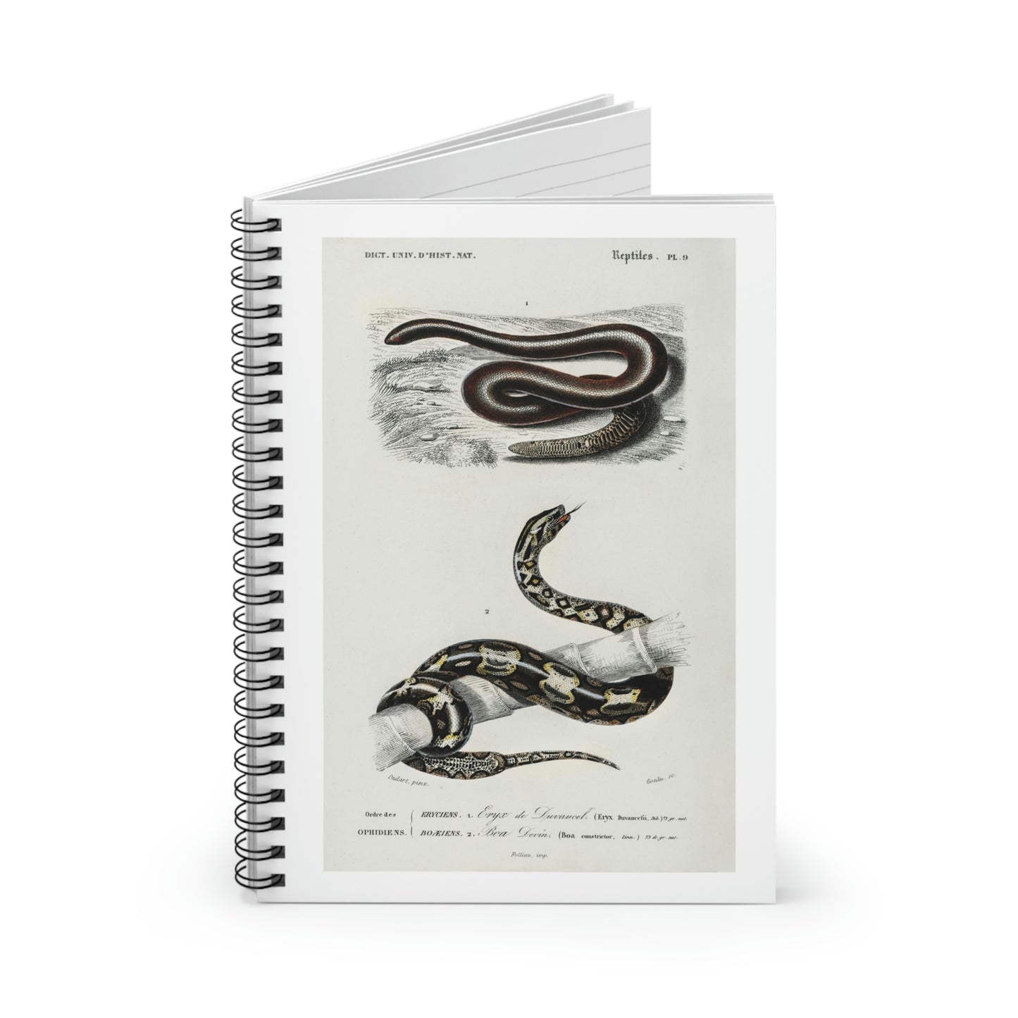 Eryx and Red Tailed Boa Illustration Notebook by Charles Dessalines D'Orbigny