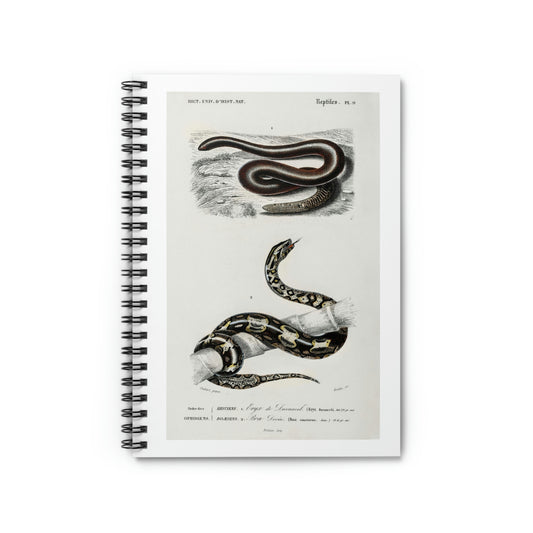 Eryx and Red Tailed Boa Illustration Notebook by Charles Dessalines D'Orbigny